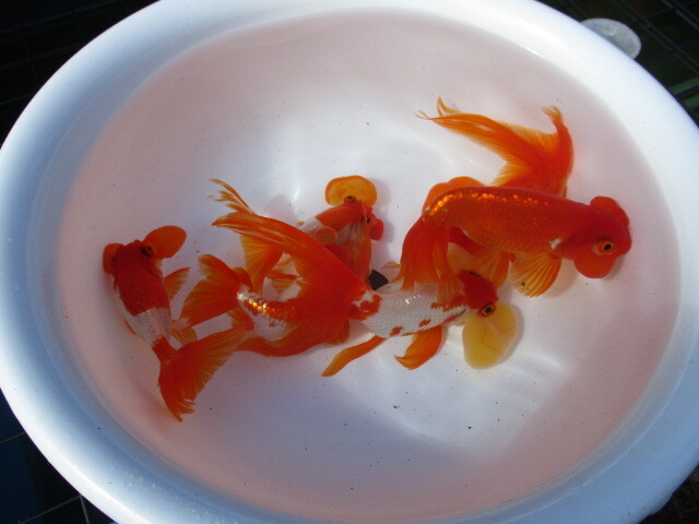 更紗水泡眼 スイホウガン 屋外常温越冬個体 3&4歳 6匹拍卖