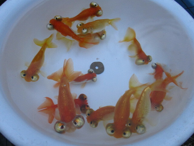 頂天眼 チョウテンガン 屋外常温越冬個体 3歳14匹拍卖