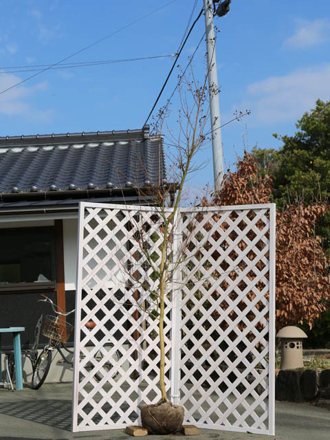 サルスベリ カントリーレッド 2.3m 露地 2本 苗木拍卖