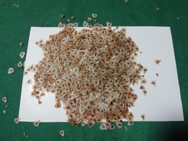 ラストです 送料180円 ウバユリの種 種子 オオウバユリ 北海道産拍卖