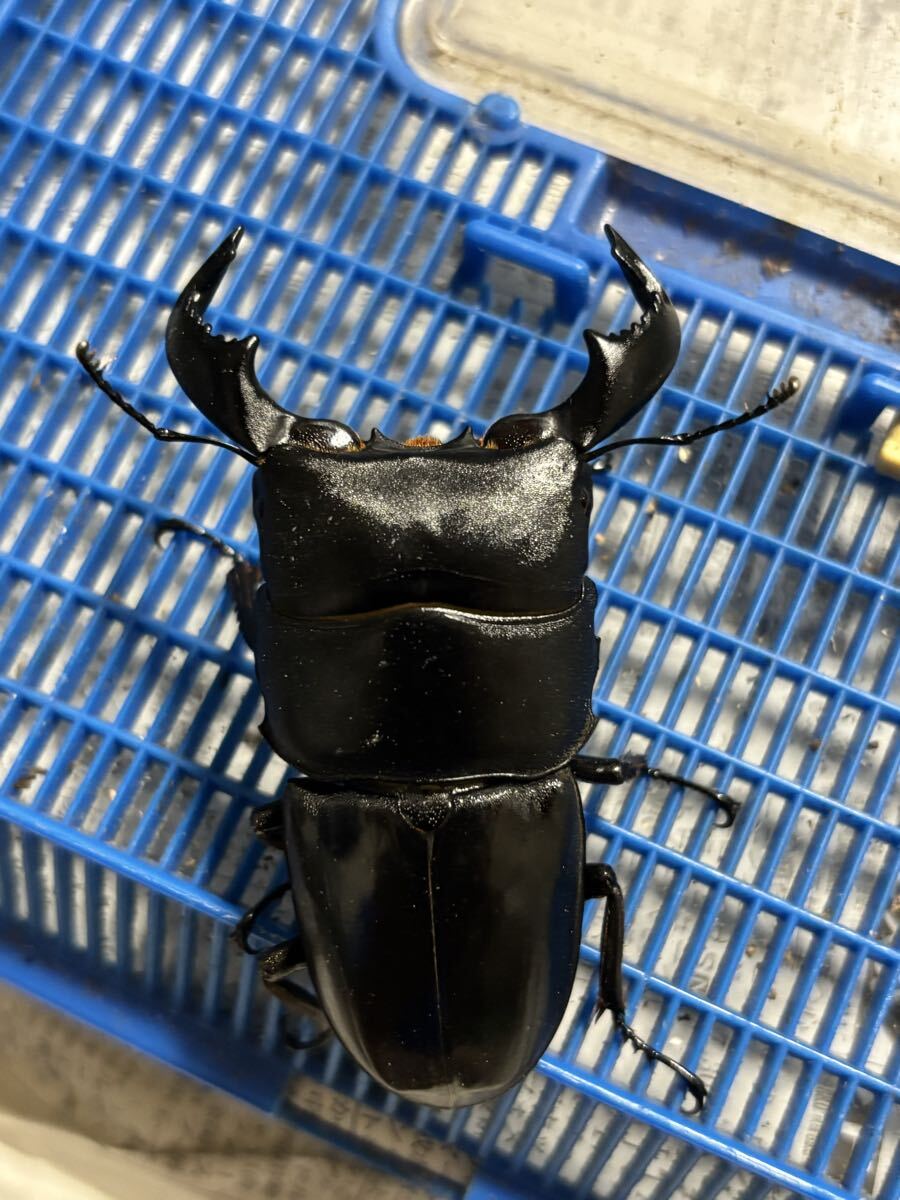 ダイオウヒラタクワガタ 5ペアセット イベント用 祭り用 1円スタート 3拍卖