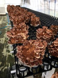 関西ファーム椎茸菌床24個入り¥700@拍卖