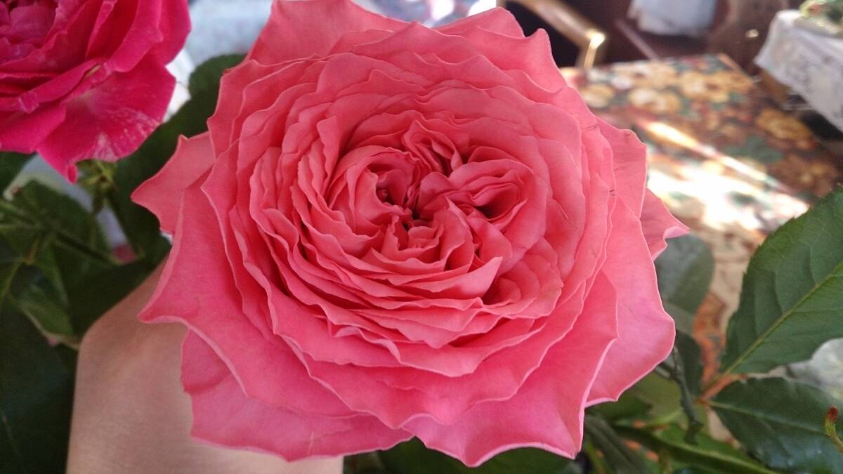 ★オール4・切り花種★オール4キス(5号)拍卖