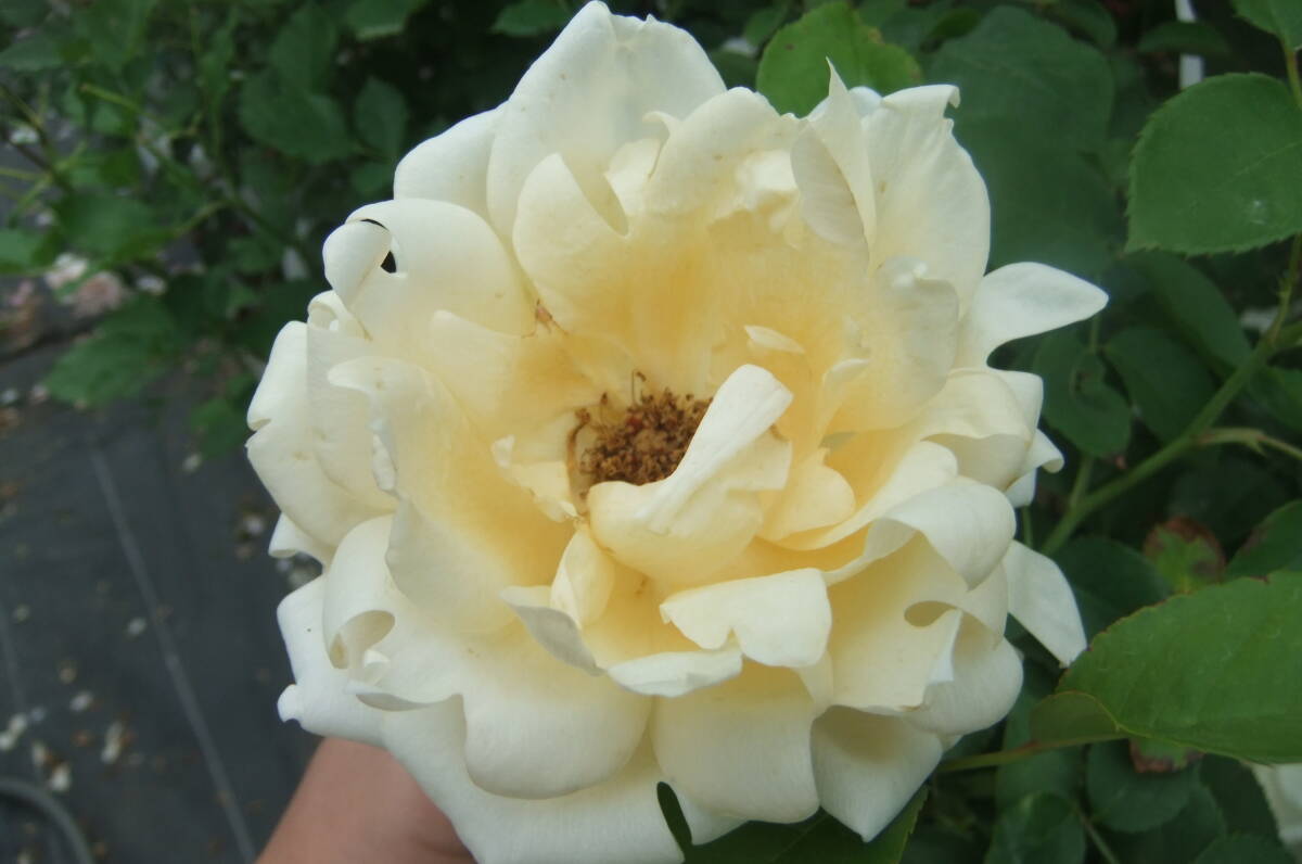 ★入手困難・レア★ラッフルズクイーン(5号)拍卖