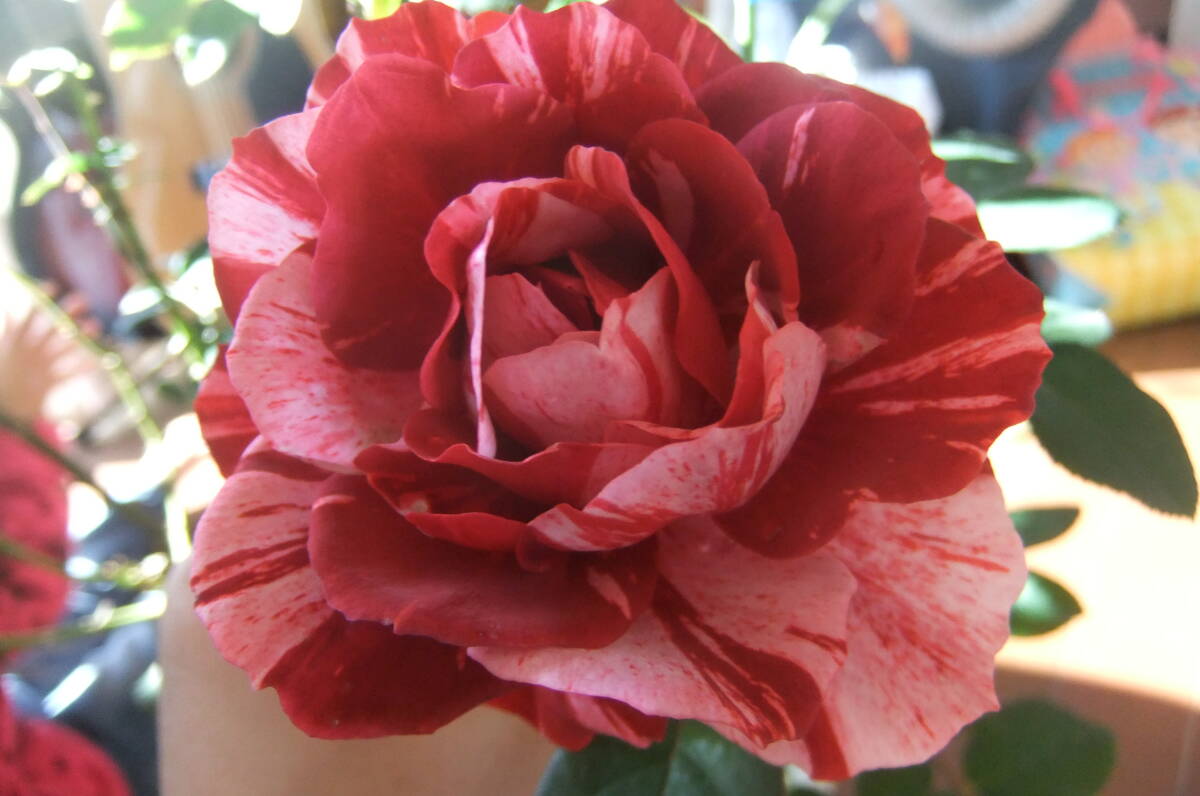 ★希少・レア★ポールゴーギャン(アメリカ) (5号)拍卖