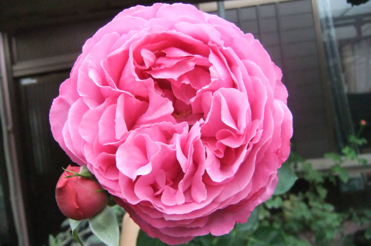 ★ここだけのイヴ・貴重★ピンクスノーピアッチェ(5号)拍卖