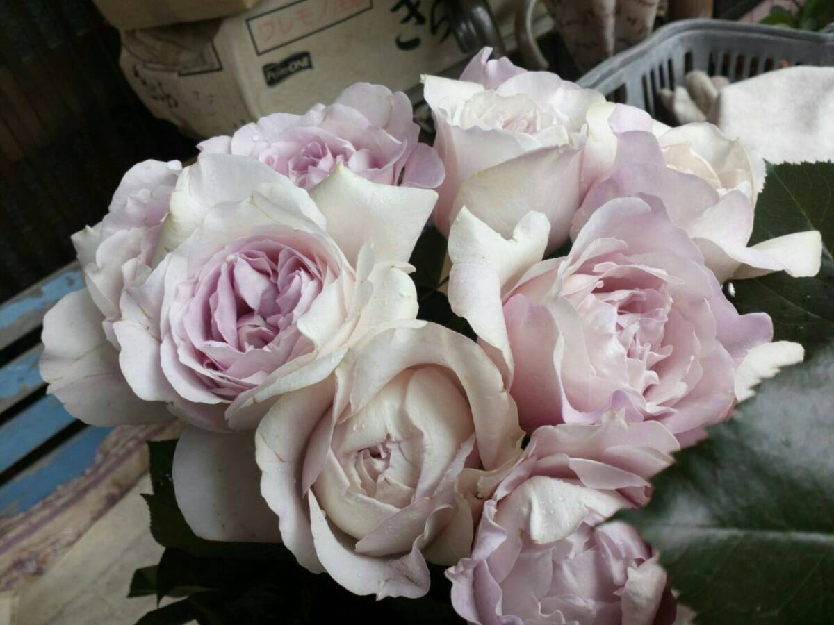 ★希少・イヴ切り花種★メルシードゥパルファム(5号)拍卖