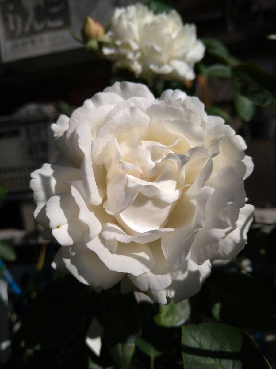 ★超希少・幻のナンバリングイヴ★イヴNo7(5号)拍卖