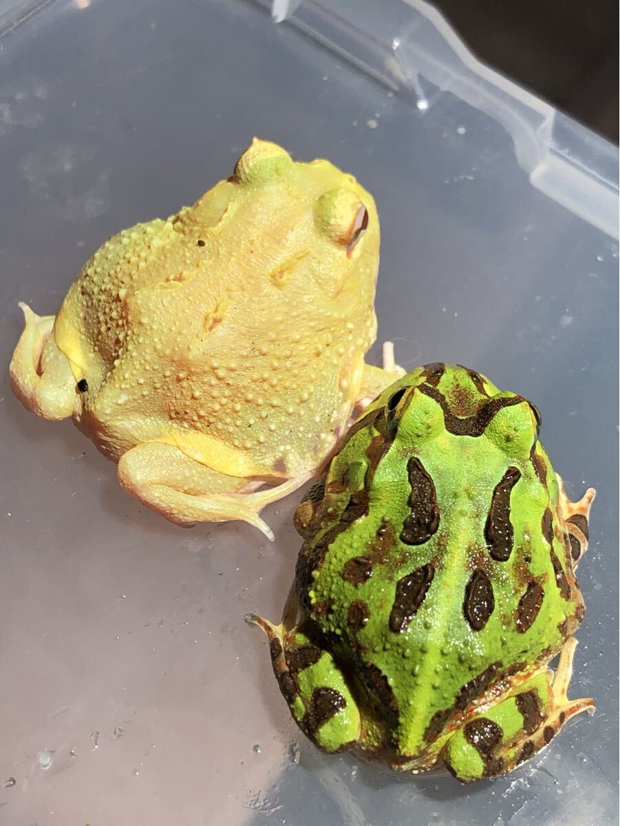 【レモンほぼパターンレス&ホオコケ】クランウェルツノガエル ホオコケツノガエル 自家繁殖 カエル ツノガエル アマガエル アオガエル拍卖