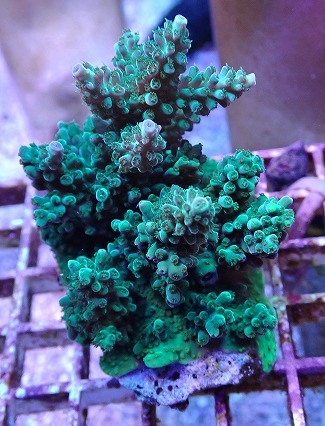 サンゴ ミドリイシ No.27 フィジー産 浅場ミドリイシ 【16時までのご注文で当日発送!(定休日除く)】拍卖