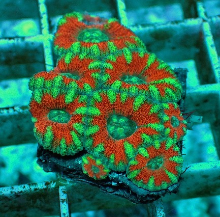 サンゴ カクオオトゲ No.4 オーストラリア産 カクオオトゲキクメイシ マルチカラー ハードコーラル プクプク拍卖