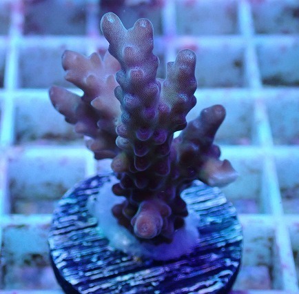 サンゴ ミドリイシ No.7 オーストラリア産 チェリーブロッサム 【16時までのご注文で当日発送!(定休日除く)】拍卖