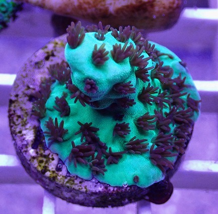 サンゴ ミドリイシ No.30 CE Acro Sarmentosa SPS ハードコーラル拍卖