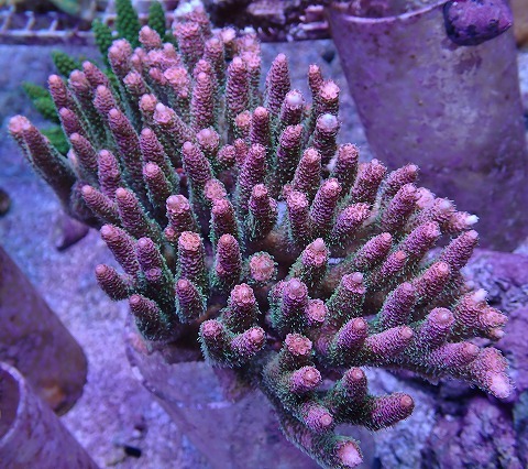 サンゴ ミドリイシ No.11 ハイマツミドリイシ メタリックツートン SPS ハードコーラル拍卖