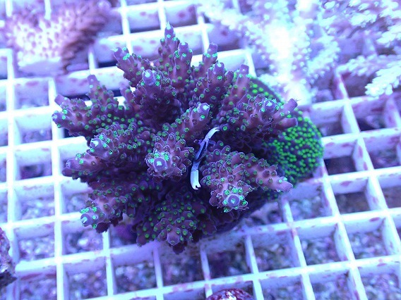 サンゴ ミドリイシ No.96 フィジー産 浅場ミドリイシ 【16時までのご注文で当日発送!(定休日除く)】拍卖