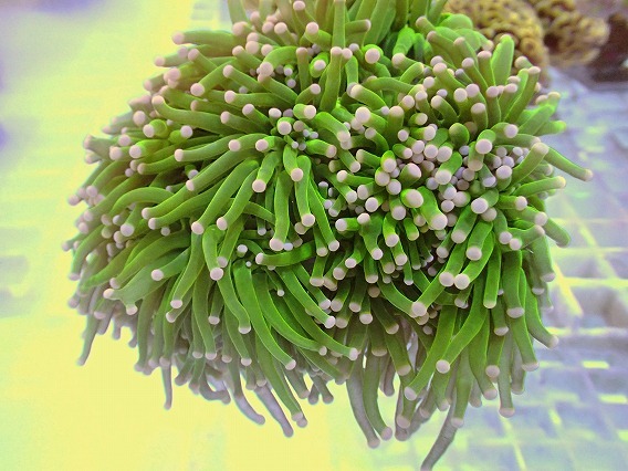 サンゴ フラワーNo.34 フラワーコーラル コットンキャンディー ハードコーラル ユラユラ拍卖