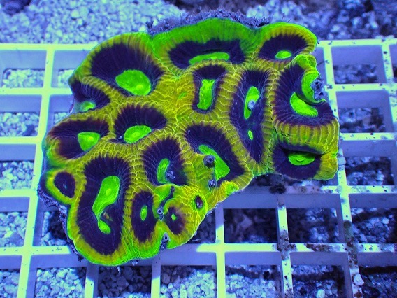 サンゴ キクメイシ No.50 オーストラリア産 キクメイシsp マルチカラー 【16時までのご注文で当日発送!(定休日除く)】拍卖