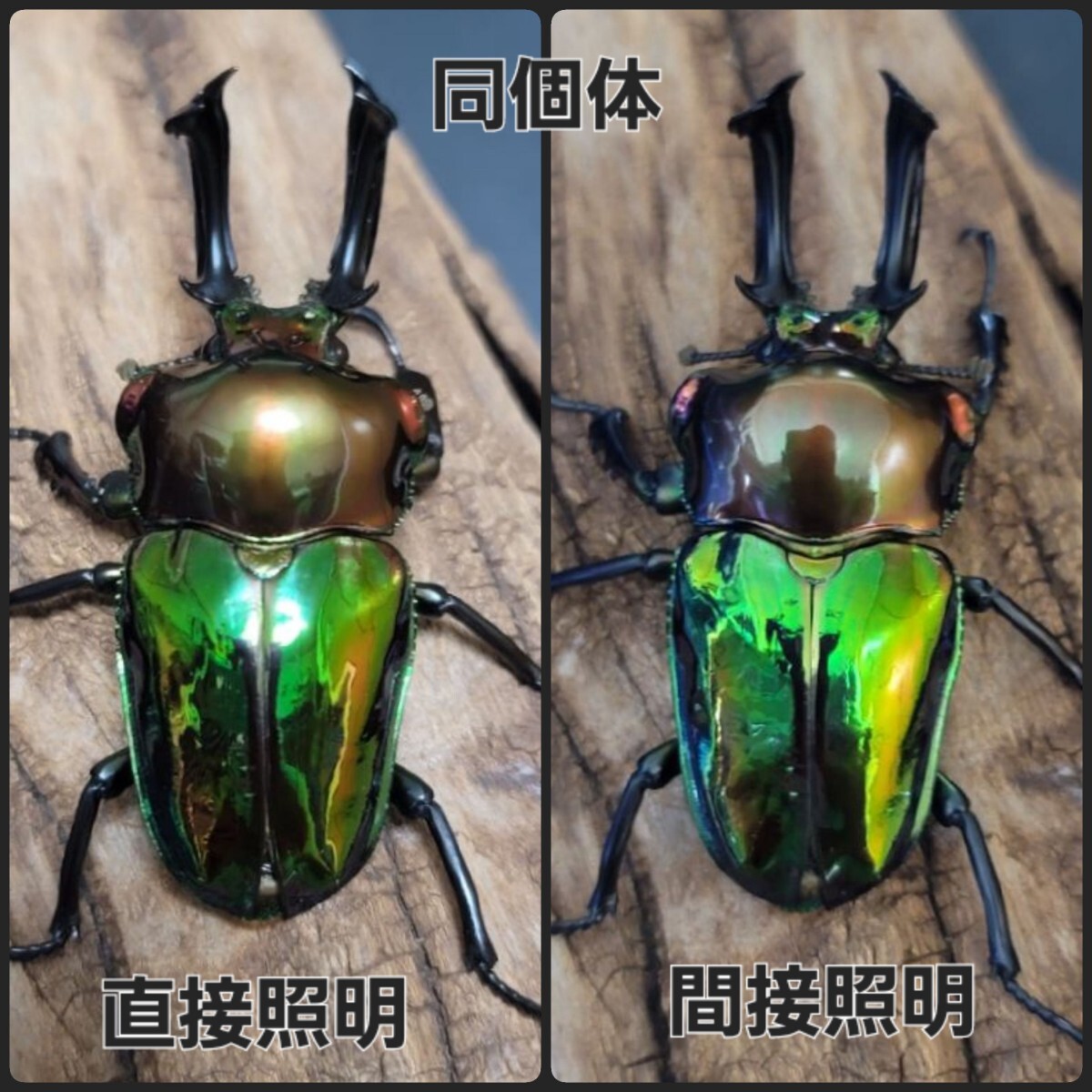 【ハイグレード強艶トリオ】特殊グリーンピカールアウト(ニジイロクワガタ) ※青(ブルー)系紫紺とグリーンからの累代(管理名…青緑②)拍卖