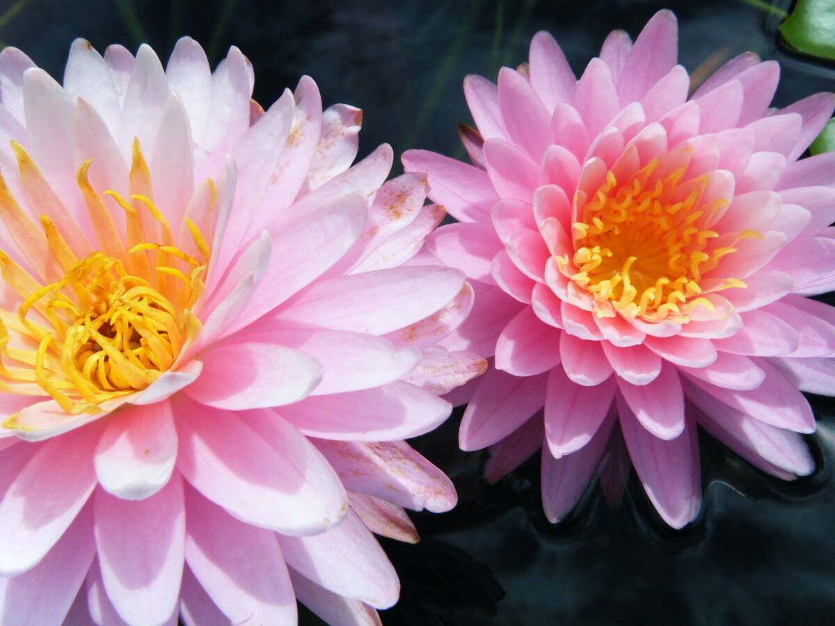 【開田屋水園】 耐寒性睡蓮 ネトナリン (スイレン) 苗拍卖