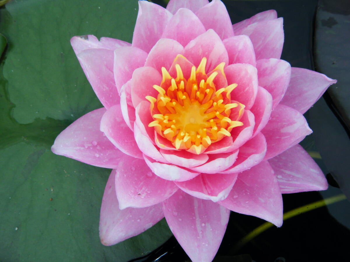 【開田屋水園】 耐寒性睡蓮 バンコク・キャンディ (スイレン) 苗拍卖