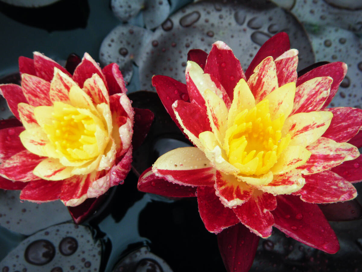 【開田屋水園】 耐寒性睡蓮 バンコク・リング・オブ・ファイヤー(スイレン) 苗 A拍卖
