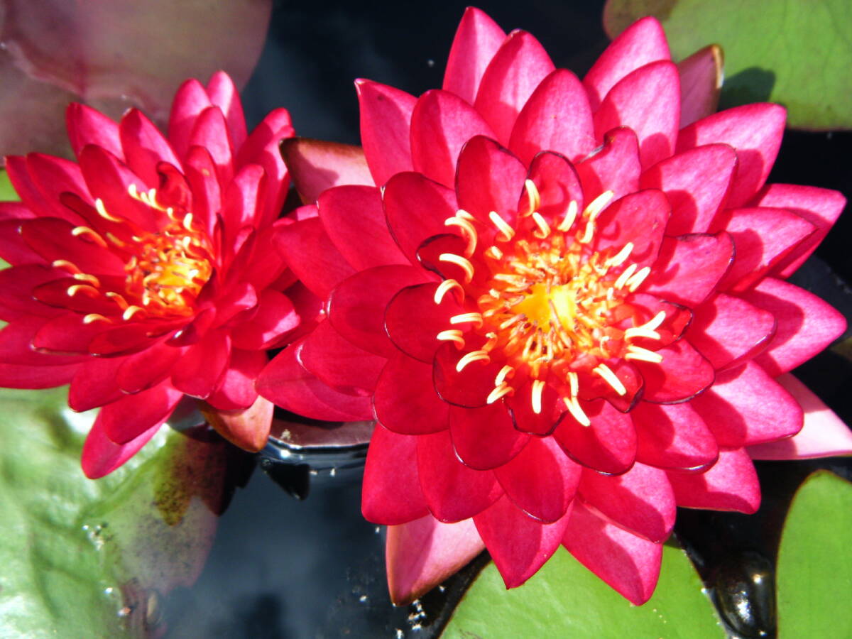 【開田屋水園】 耐寒性睡蓮 マニー・アブソーン (スイレン) 苗 拍卖