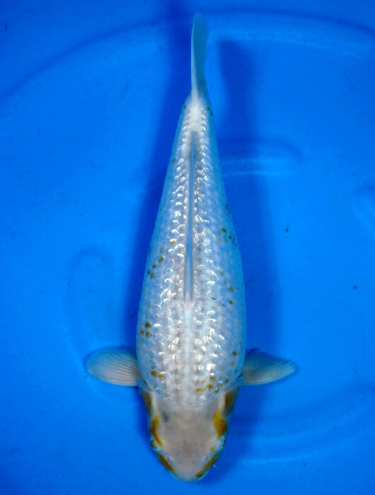 野池上がりの荒鯉やっと鹿の仔出て来ました!! ゴールデンコーン 2歳 50センチ メス 谷口産拍卖