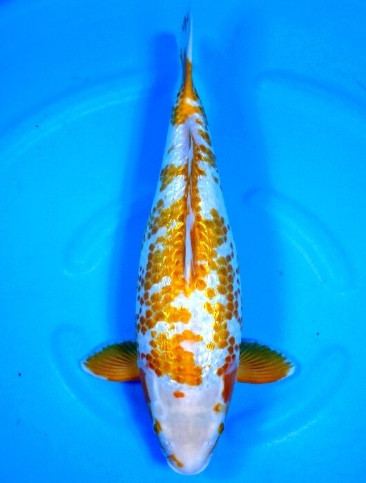 激安スタート野池上がりの荒鯉!! ゴールデンコーン メス 54センチ 2歳 谷口産拍卖