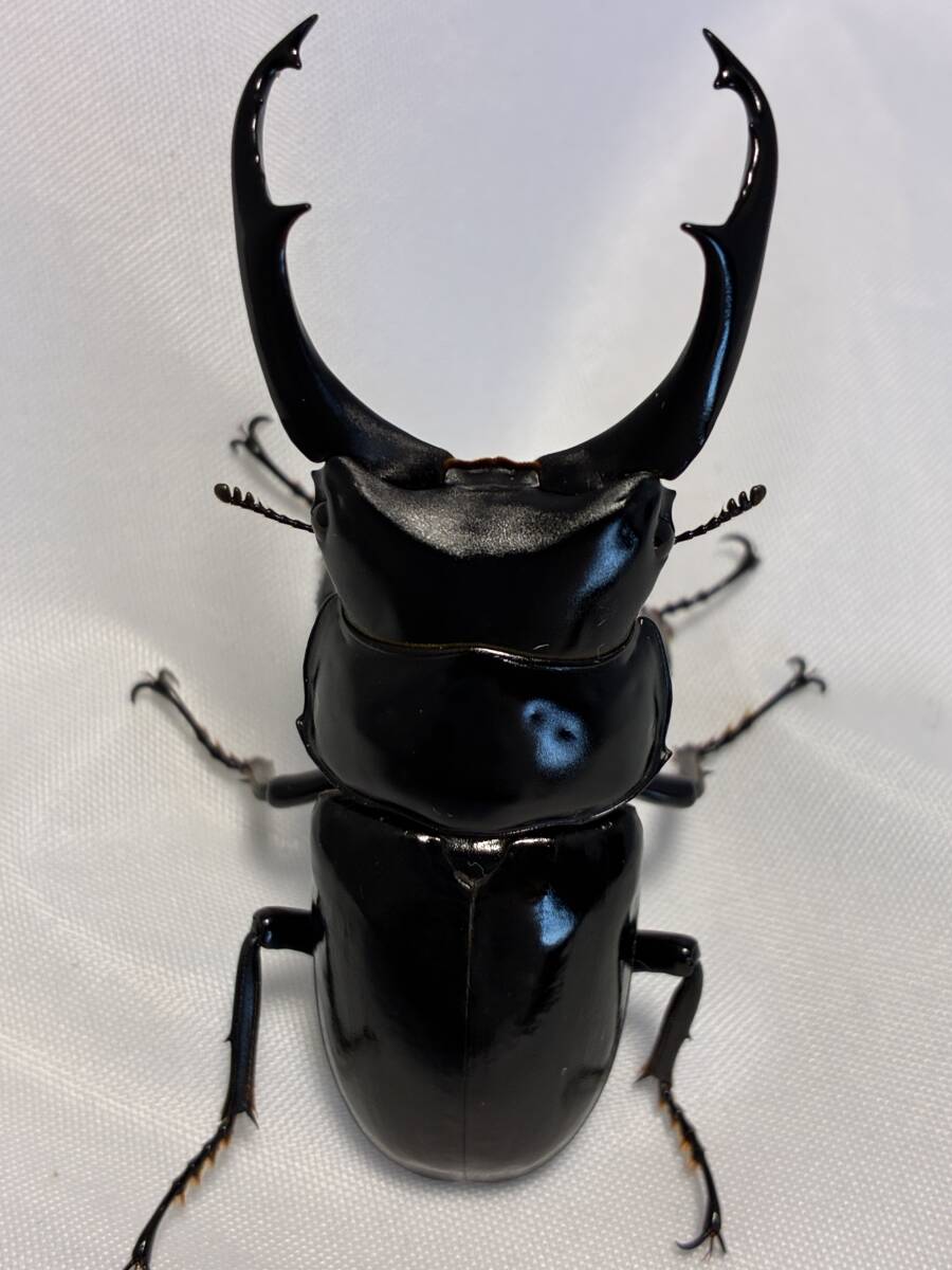 ★送料無料★ ネパールコクワガタ ネパレンシス 成虫ペア 69.1mm 47.1mm拍卖