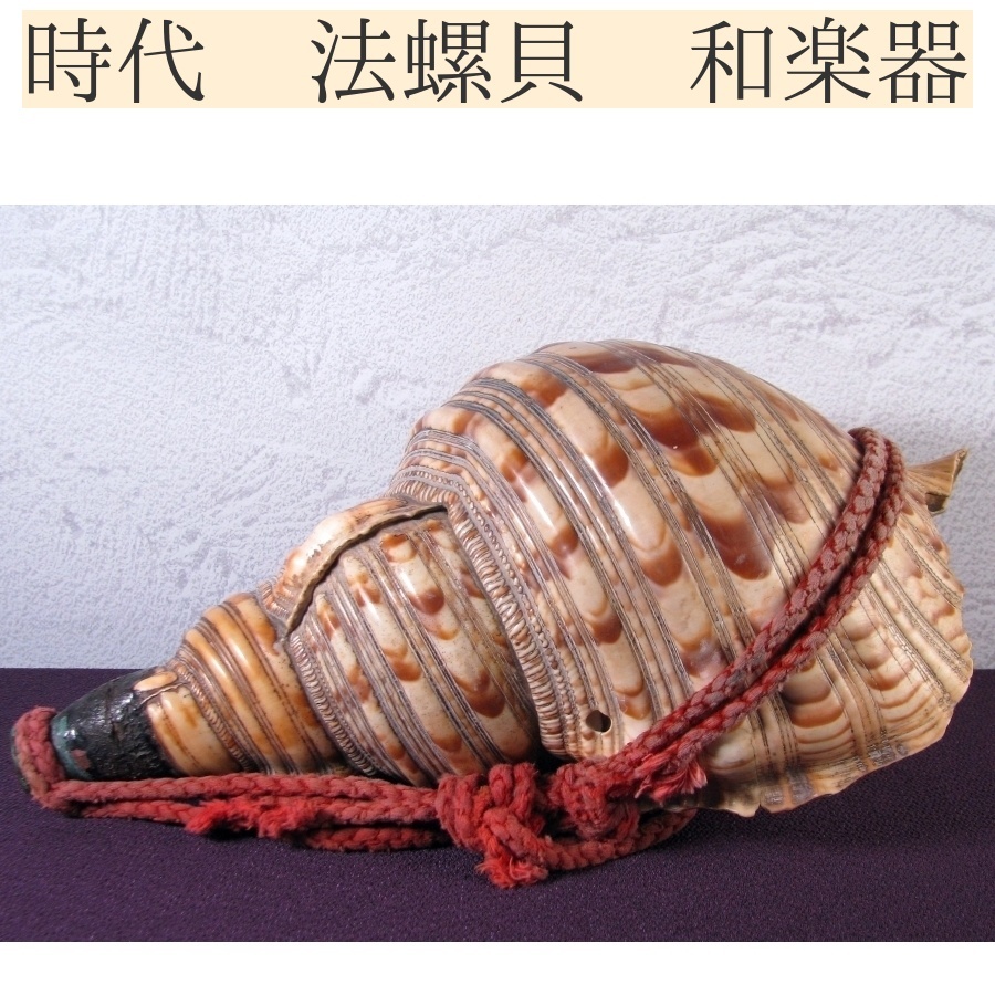 時代 法螺貝 ホラガイ 幅:31.5cm 和楽器 山伏道具/25b017拍卖