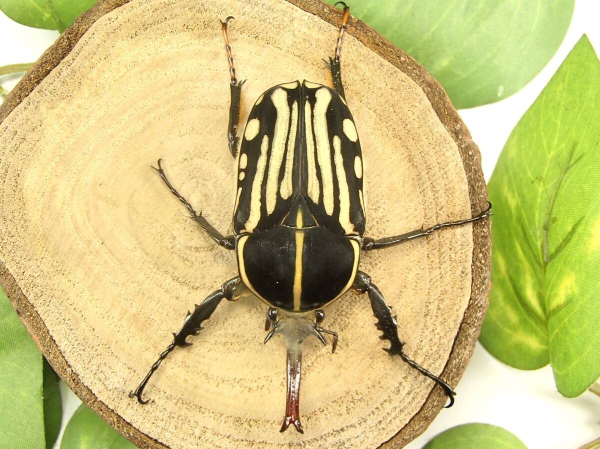 クラッツオオツノカナブン 新成虫 ♂60mm ×♀43mm ペア クラッツ クラッツ拍卖