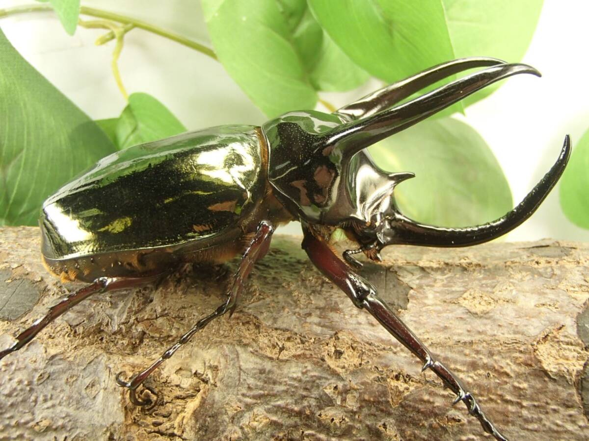 スラウェシ アトラス オオカブト 新成虫 ♂90mm 単品拍卖