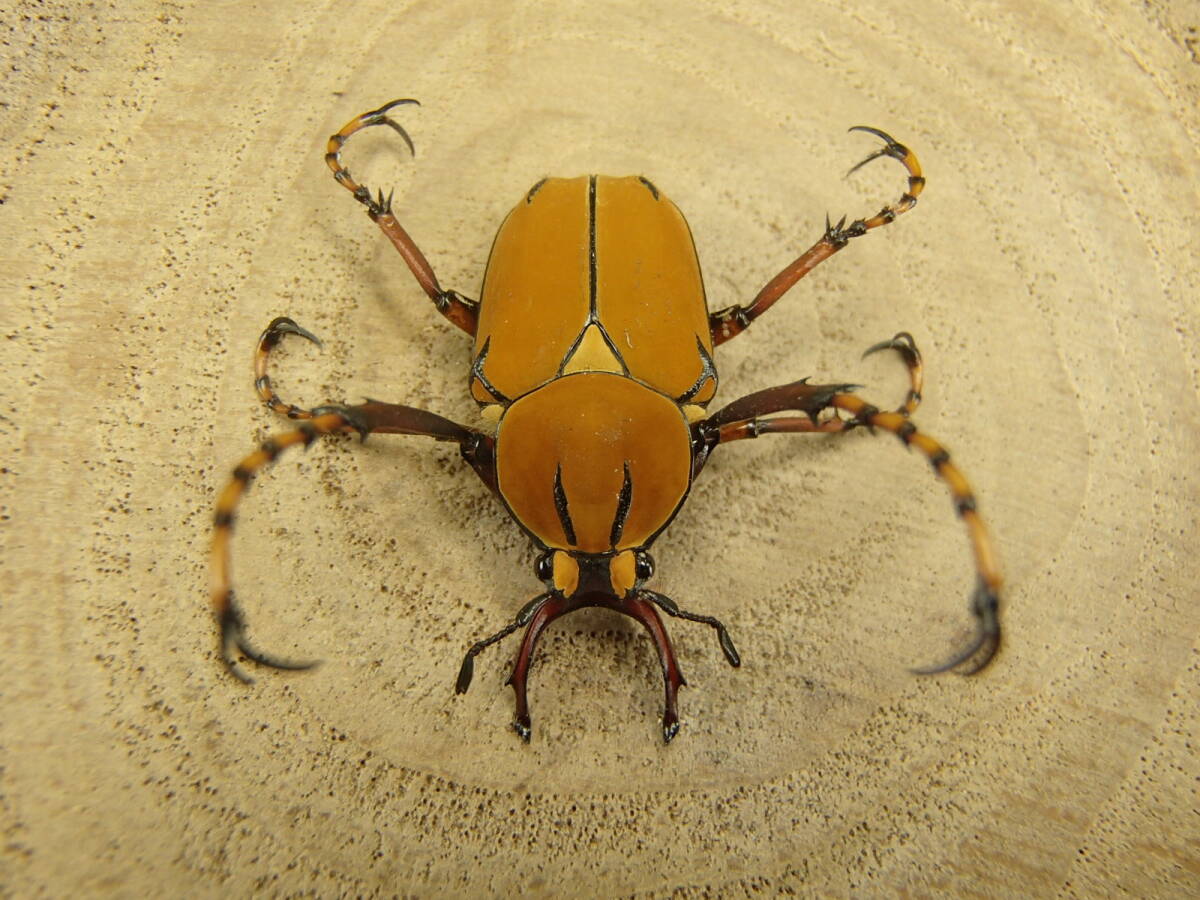 ワリック ツノハナムグリ 新成虫 ペア ♂25mm ♀22mm オマケあり拍卖