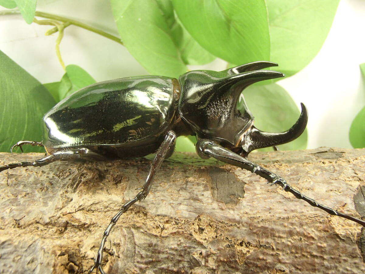 スマトラ コーカサス オオカブト 新成虫 ♂71mm × ♀58mm ペア拍卖