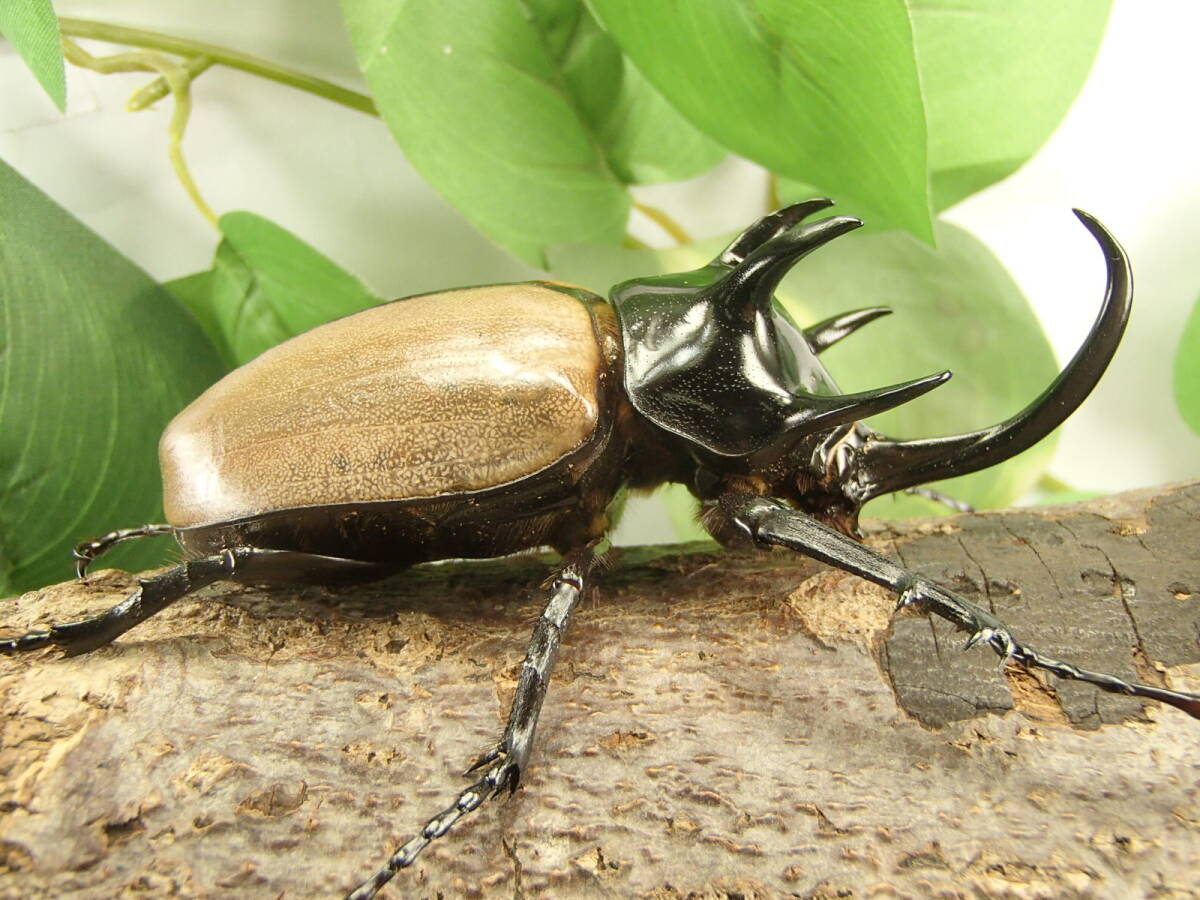 ゴホンヅノカブト 新成虫 ♂84mm ♀58mm ペア拍卖