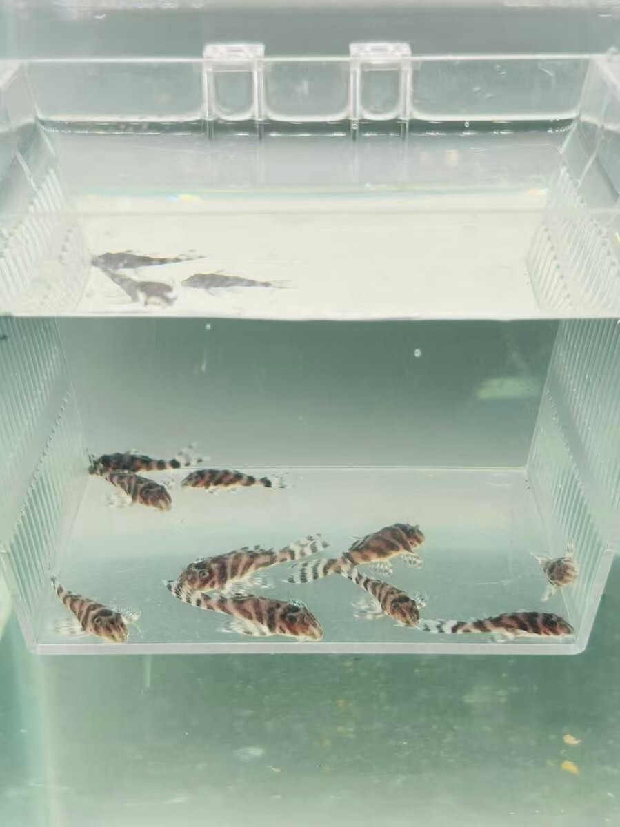 キンペコ.趣味プレコ体長は約2.5-3.5cm*10匹セット拍卖