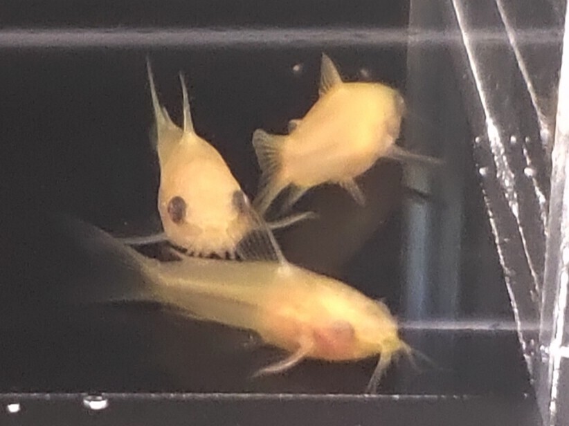 アルビノピグミー(10匹)死着補償あり コリドラス ピグマエウス チビコリ ミニコリ 小型熱帯魚拍卖