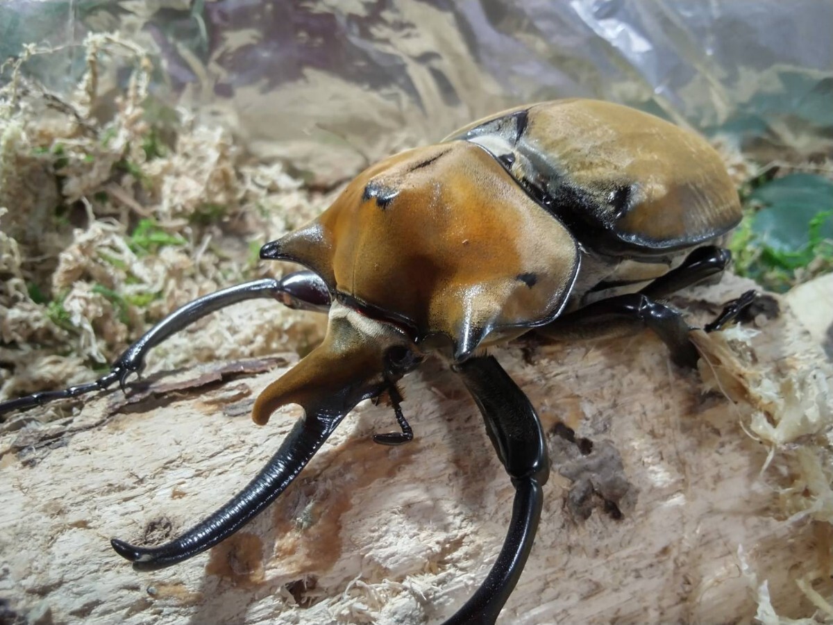 No28 エレファスゾウカブト ♂112 ♀68 ♀68 未後食 未使用 トリオ拍卖