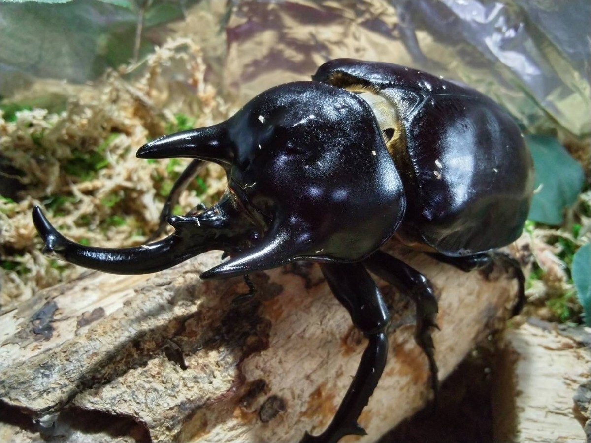 No35 アクティオンゾウカブト ♂110 未後食 未使用 ♂単品拍卖