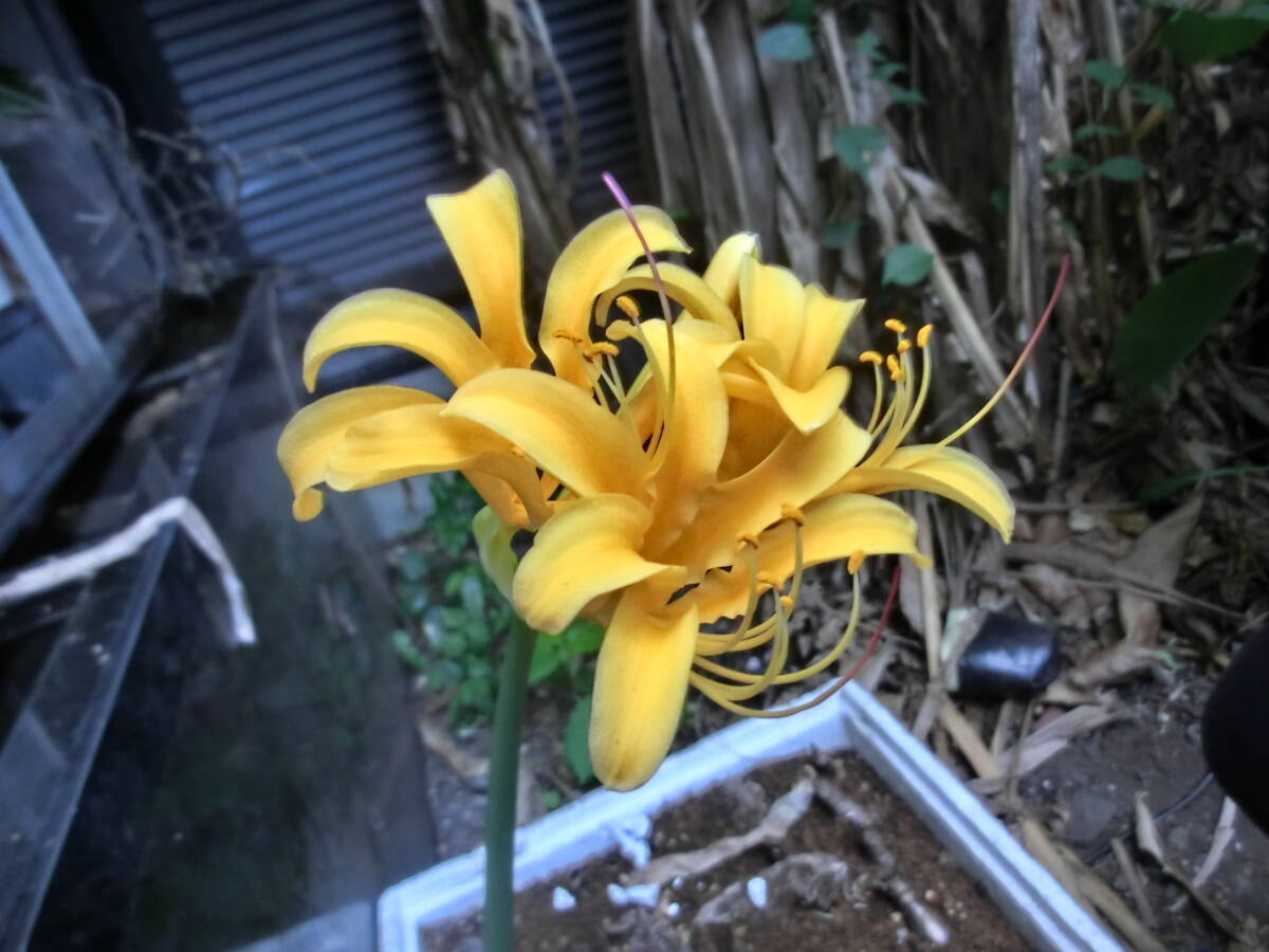 リコリス 中国産ワイルド ロンギチューバ系 濃いイエロー系 採れたて 自家受粉種子5粒 ヒガンバナ科 以下検索用 山野草 斑入り拍卖