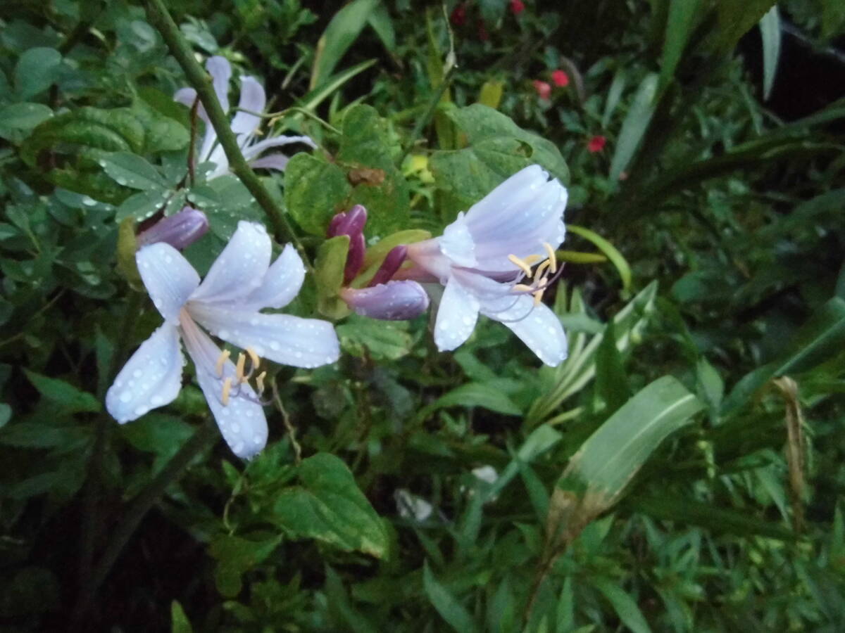 リコリス畑で採れました 採れたて 多花受粉種子5粒 何が咲くかわかりません!? ヒガンバナ科 以下検索用 山野草 斑入り拍卖