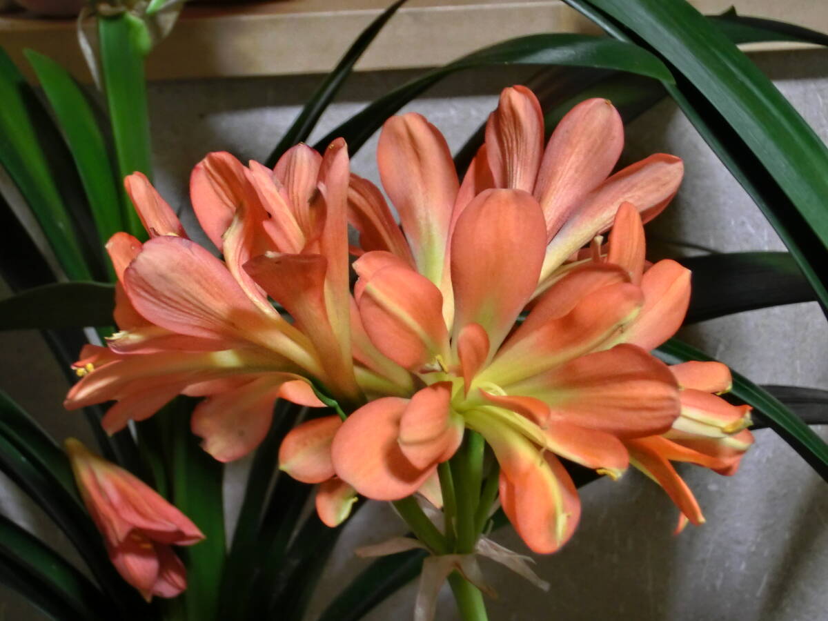 最後の最後! クンシラン今季ラスト ボンサイ×グリーンボム1セルフ苗 きれいな青軸 0年生苗 どどーんと3本 ヒガンバナ科 拍卖