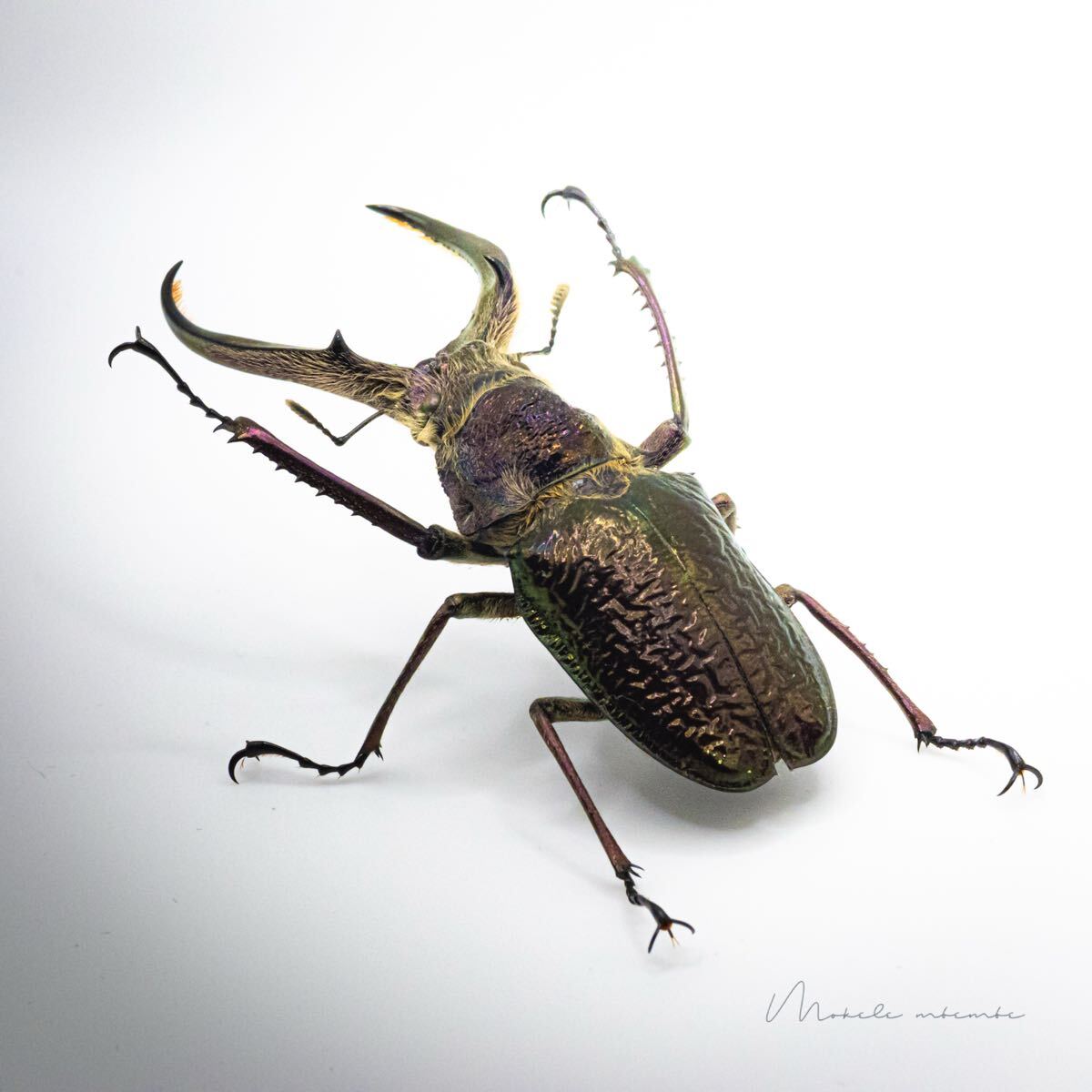 WD大型フェイスタメルシワバネクワガタ♂70mmUp 産地ペルー立体標本 / Sphaenognathus feisthameli/ 標本/昆虫標本拍卖