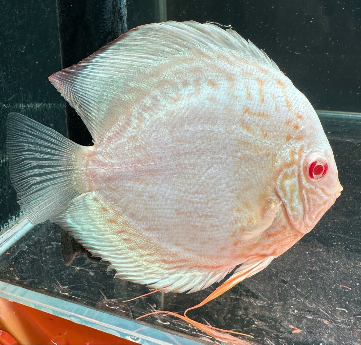 【現物出品・マツヨシワールド】極上珍品 ホワイトピジョンブラッドディスカス 13〜14cm パールホワイト発色 優雅なシルエット拍卖