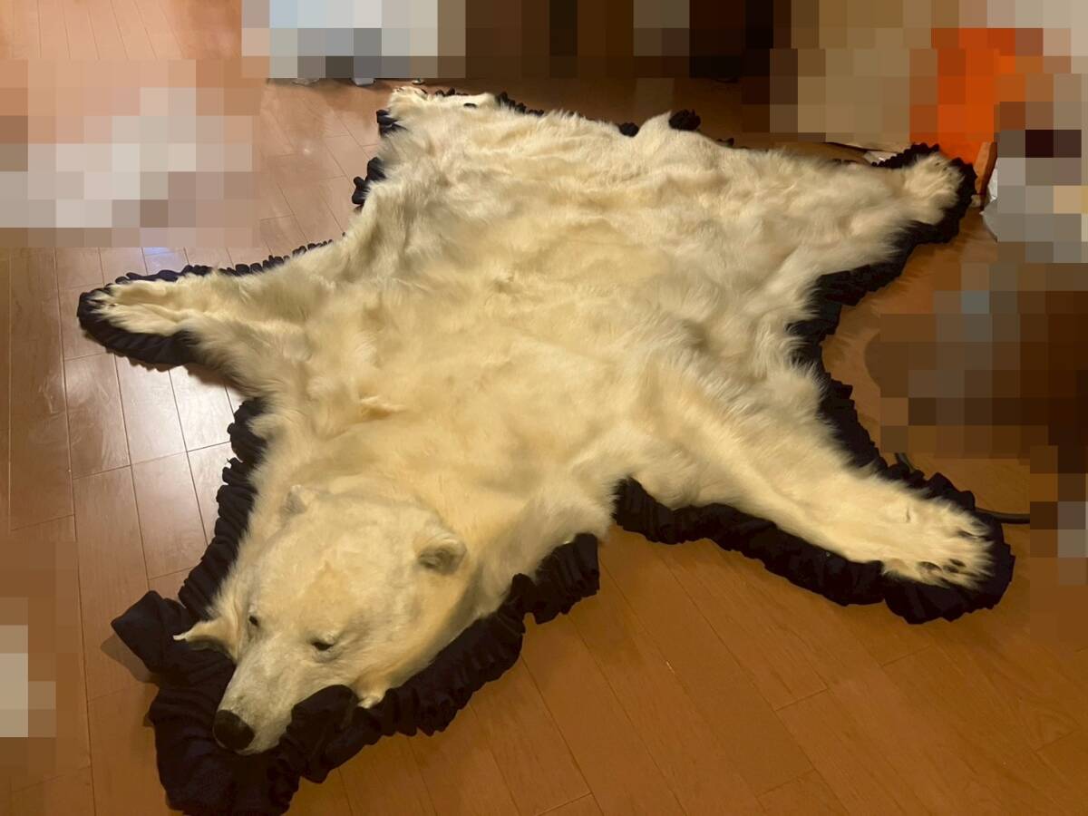 ID7657: 白熊 はく製 やや傷 汚れあり コレクション 動物 標本 希少 神奈川県相模原市拍卖