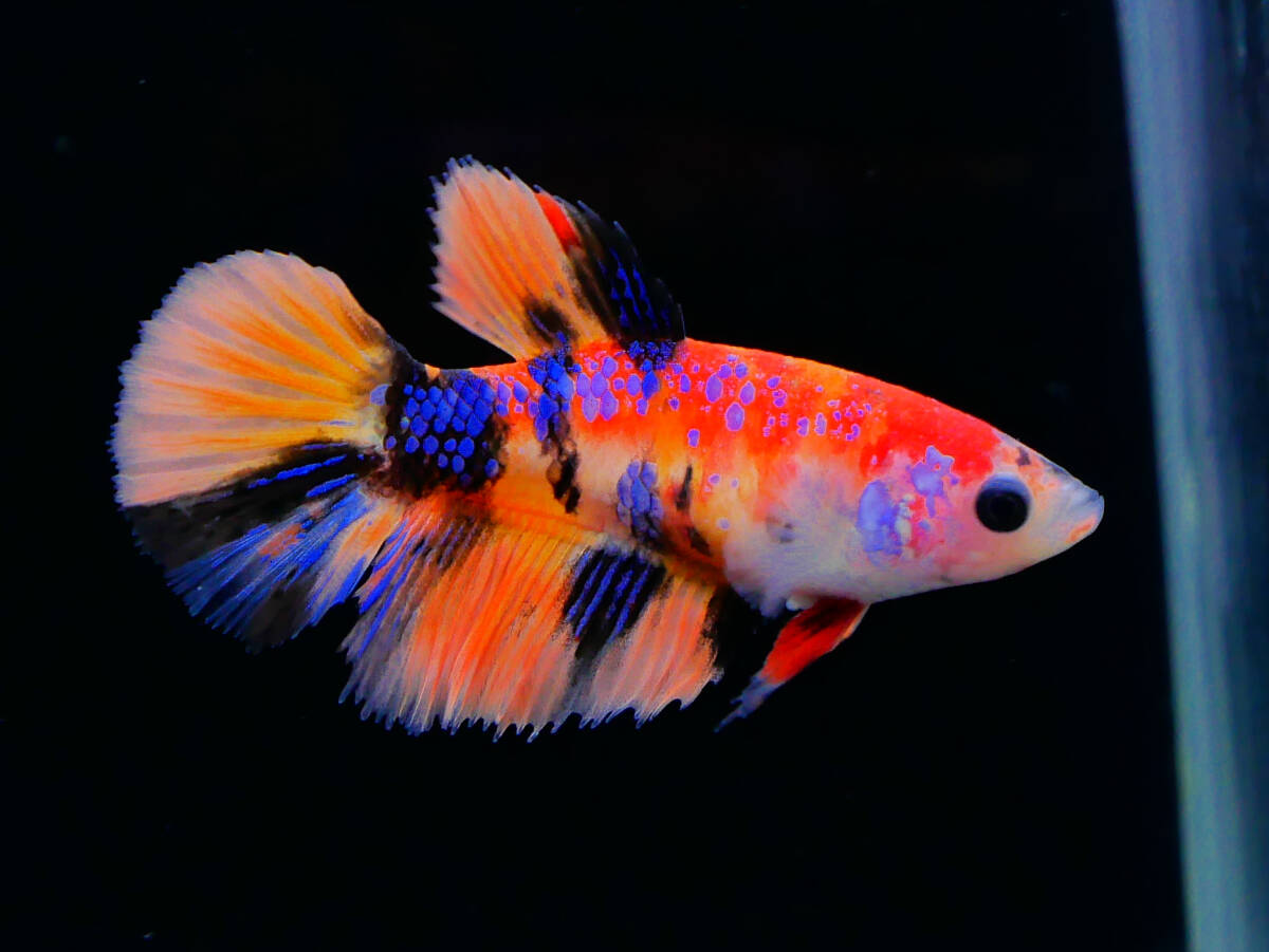 【PoPo Betta】【即決送料無料】ベタ D1 PK 鯉キャンディー ♀タイ直輸入 ★説明文改訂★必ずご確認ください拍卖