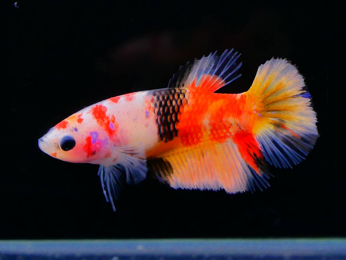 【PoPo Betta】【即決送料無料】ベタ D2 PK ニモ鯉 ♀タイ直輸入 ★説明文改訂★必ずご確認ください拍卖