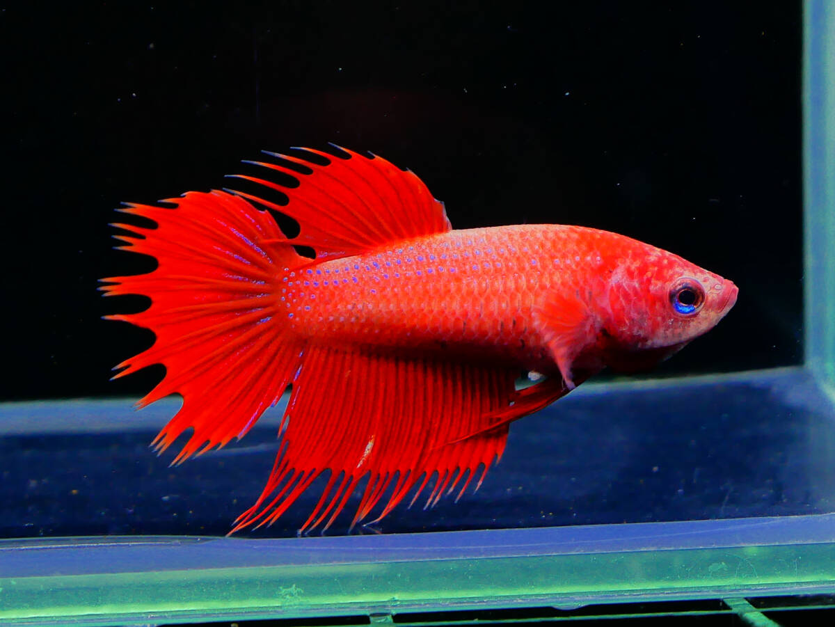 【PoPo Betta】【即決送料無料】ベタ D10 CT スーパーレッド ♀タイ直輸入 ★説明文改訂★必ずご確認ください拍卖