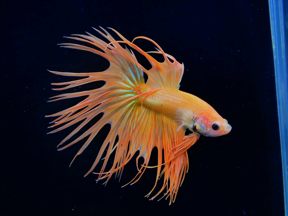 【PoPo Betta】【即決送料無料】ベタ D13 CT オレンジイエロー ♂タイ直輸入 ★説明文改訂★必ずご確認ください拍卖