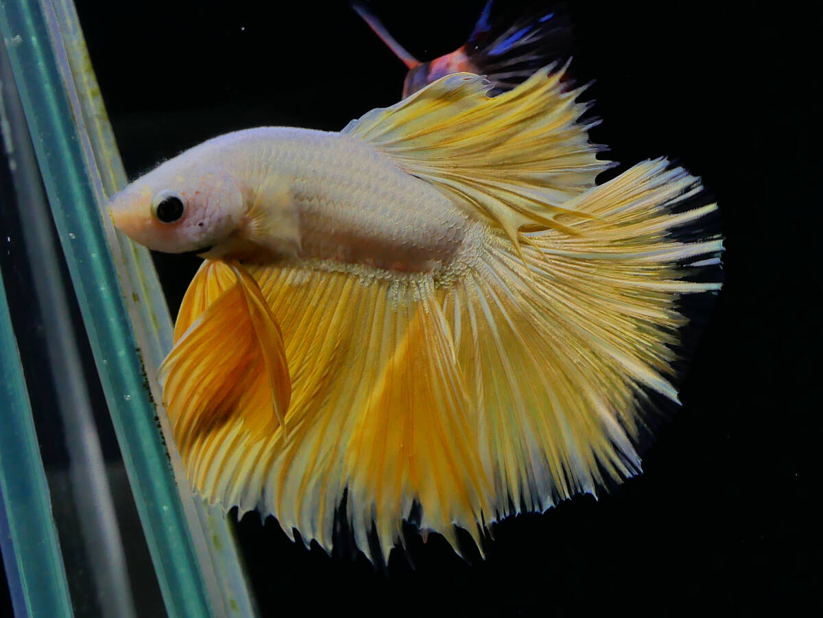 【PoPo Betta】【即決送料無料】ベタ D17 HM ゴールド ♂タイ直輸入 ★説明文改訂★必ずご確認ください拍卖